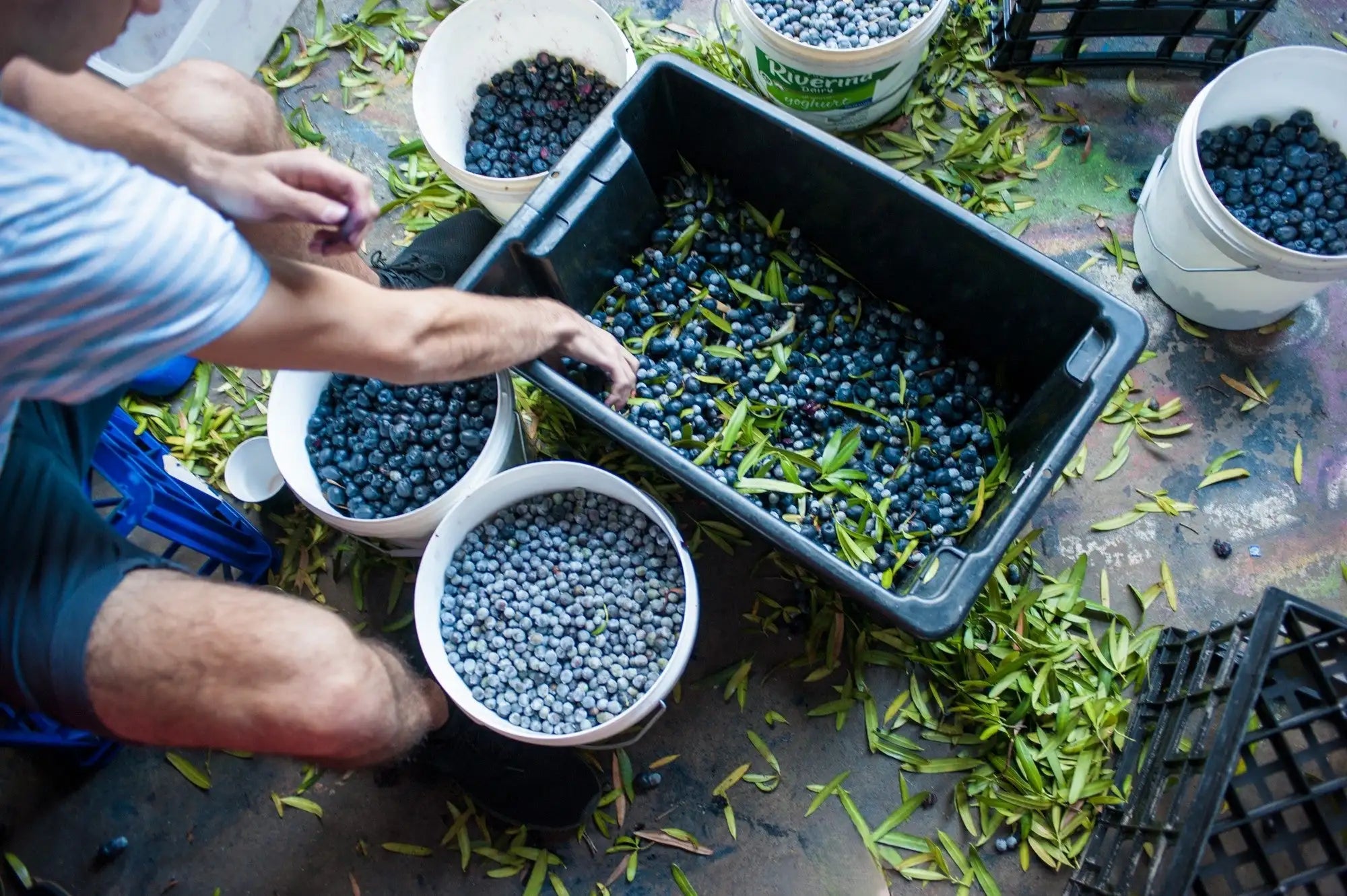 Hand-harvested native Illawarra Plums used in Trolley’d sustainable cocktail program