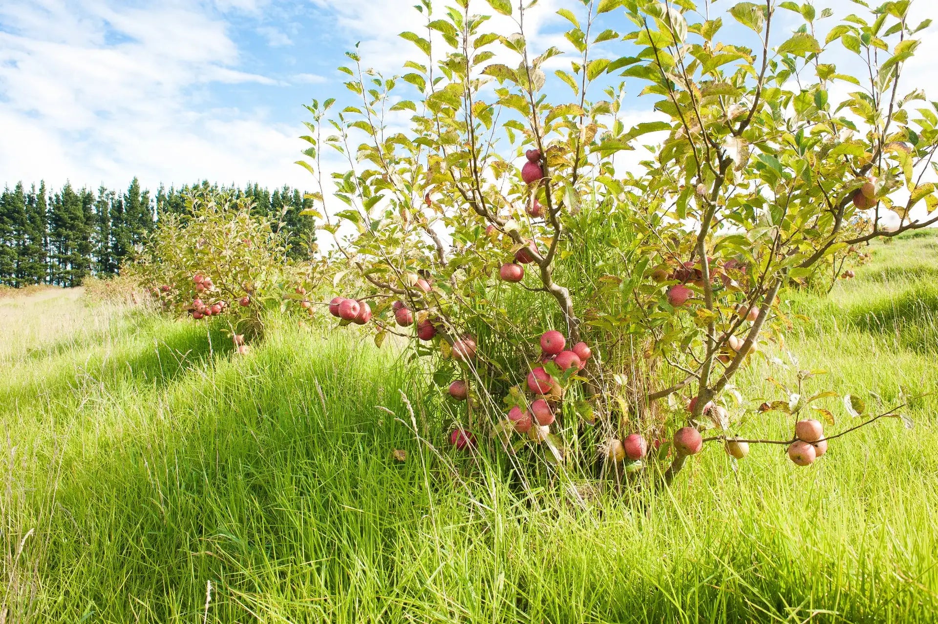 Southern Highlands orchard apples used as seasonal inspiration for regenerative cocktails