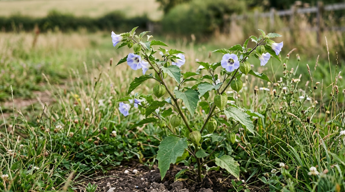 Apple of Peru (Nicandra physalodes) pale violet flower at Lake David Kangaroo VAlley NSW — Trolley'd botanical