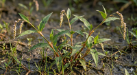 Water Pepper (Persicaria hydropiper) growing in riparian zone at Lake David, Kangaroo Valley NSW — Trolley'd botanical