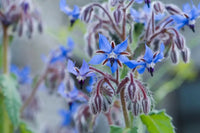 Close-up of Borago Officinalis, also known as Borage, showcasing its vibrant blue star-shaped flowers, used in herbal remedies and as an edible garnish in cocktails