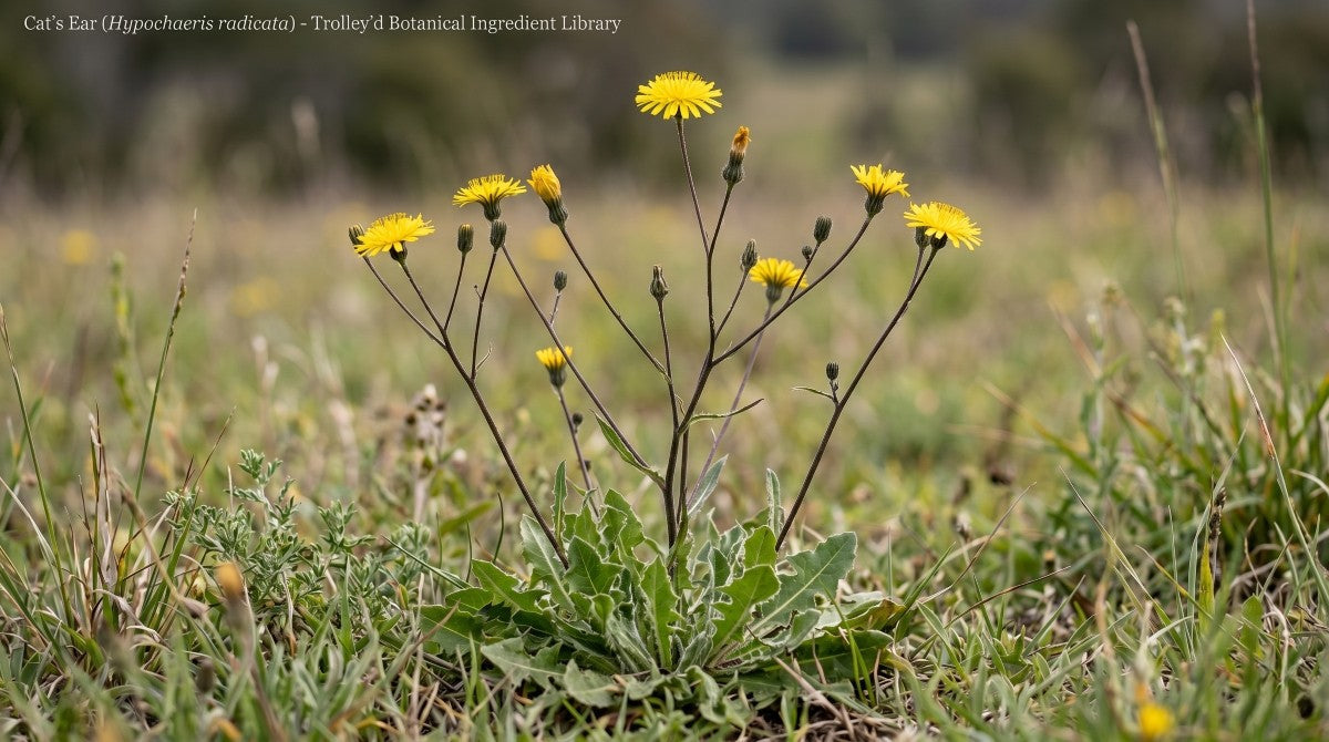 Cat’s Ear (Hypochaeris radicata) growing in a grassy Australian field, showing yellow flower heads, branching leafless stems and a hairy basal rosette for Trolley’d botanical identification.
