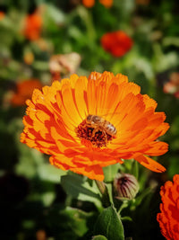 Close-up of a vibrant orange Calendula Officinalis flower with a honeybee collecting pollen, showcasing the flower's beauty and use in herbal remedies and plant-based cocktails.