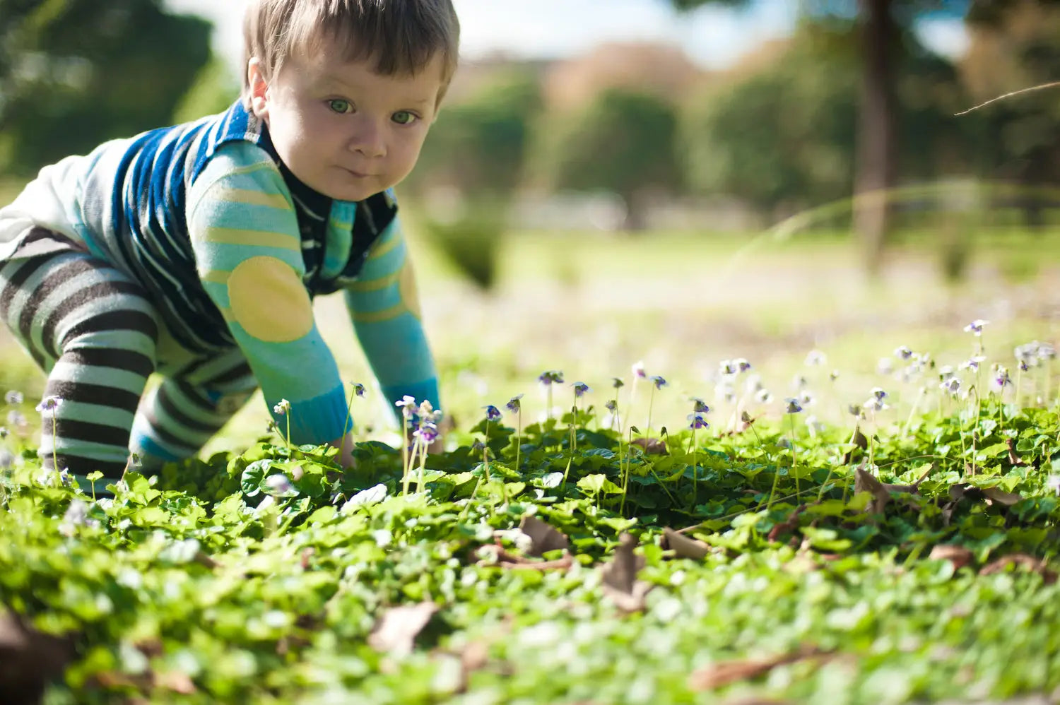 Urban Foraging Australian Native Violets