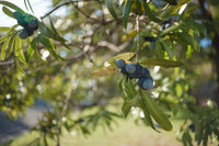 Illawarra Plum | Podocarpus Elatus | Daalgaal