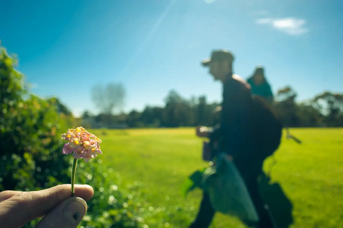 Close-up of a hand holding a pink Lantana Camara flower, with a blurred background of a person foraging in a field under bright sunlight, showcasing the use of wild edible flowers for cocktail garnishes at Trolley'd.