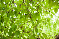 Close-up of a mulberry tree with green leaves and ripe black mulberries hanging from branches, showcasing the wild harvest of these berries for culinary and medicinal use.