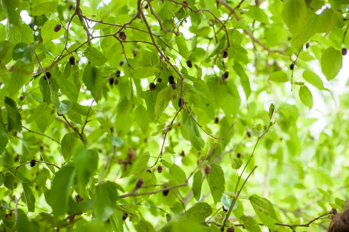 Close-up of a mulberry tree with green leaves and ripe black mulberries hanging from branches, showcasing the wild harvest of these berries for culinary and medicinal use.