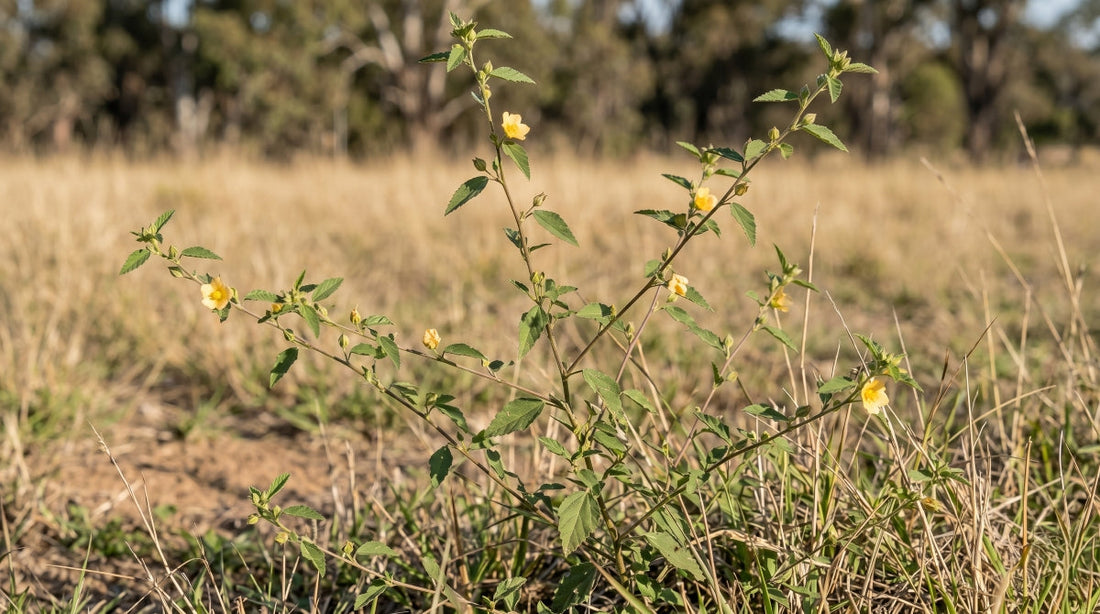 Paddy's Lucerne (Sida rhombifolia) diamond-shaped leaves and yellow flower at Lake David, Kangaroo Valley NSW — Trolley'd foraged botanical ingredient
