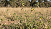 Paddy's Lucerne (Sida rhombifolia) diamond-shaped leaves and yellow flower at Lake David, Kangaroo Valley NSW — Trolley'd foraged botanical ingredient