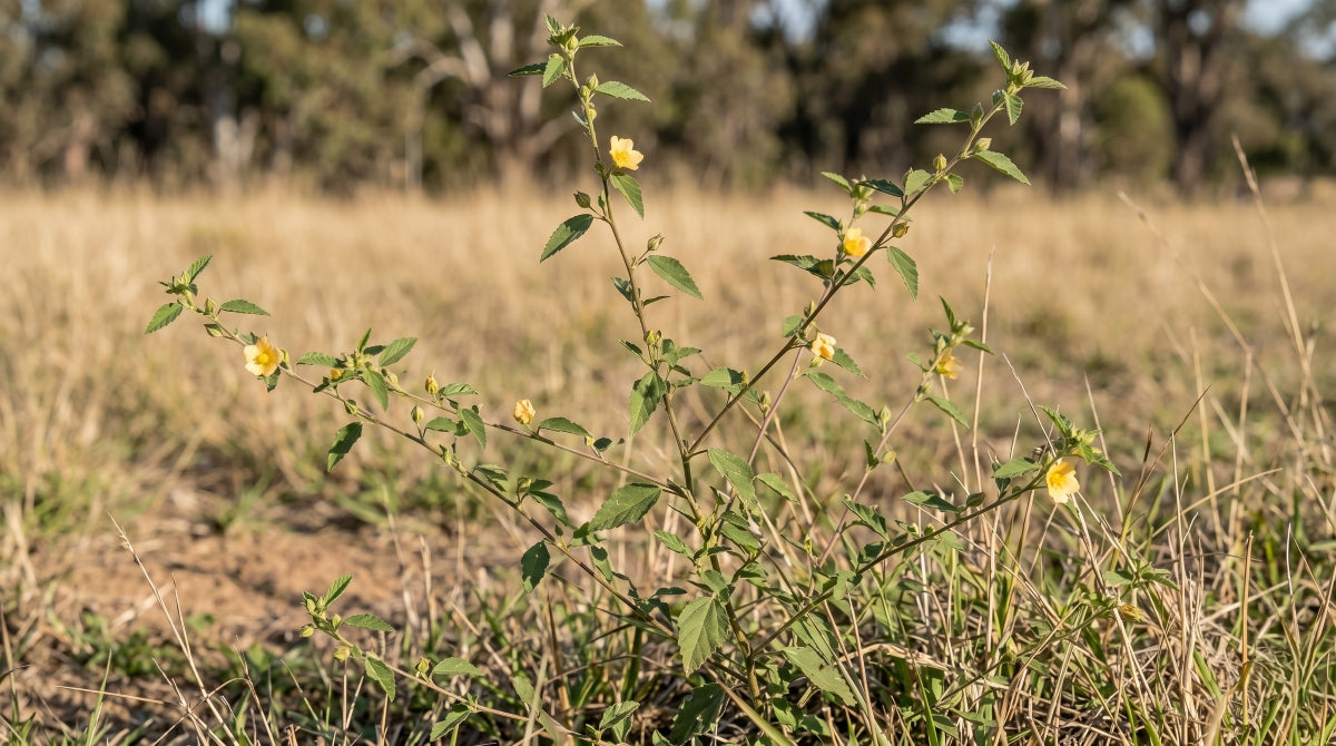 Paddy's Lucerne (Sida rhombifolia) diamond-shaped leaves and yellow flower at Lake David, Kangaroo Valley NSW — Trolley'd foraged botanical ingredient
