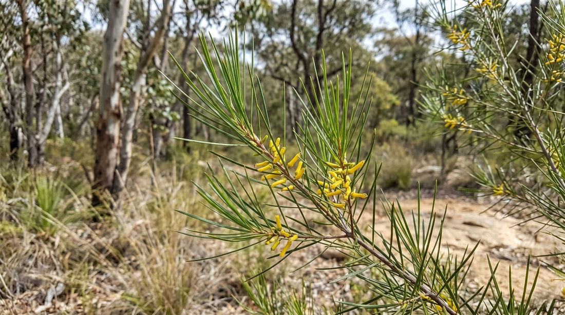 Narrow-leaved Geebung (Persoonia linearis) fruit and papery bark at Lake David, Southern Highlands NSW — Trolley'd native botanical