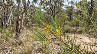 Narrow-leaved Geebung (Persoonia linearis) fruit and papery bark at Lake David, Southern Highlands NSW — Trolley'd native botanical