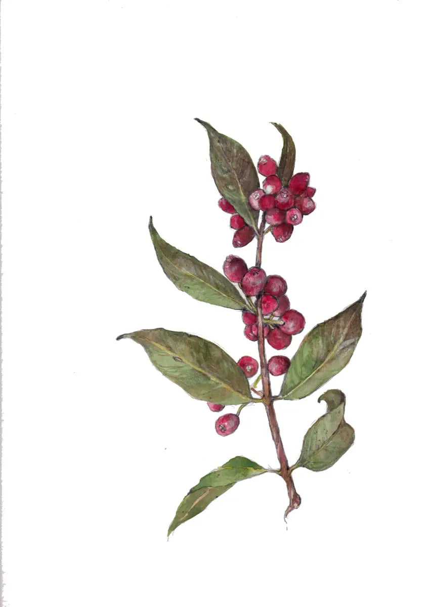A detailed watercolor illustration of a Riberry branch with vibrant red berries and green leaves, showcasing the beauty of this native Australian fruit.