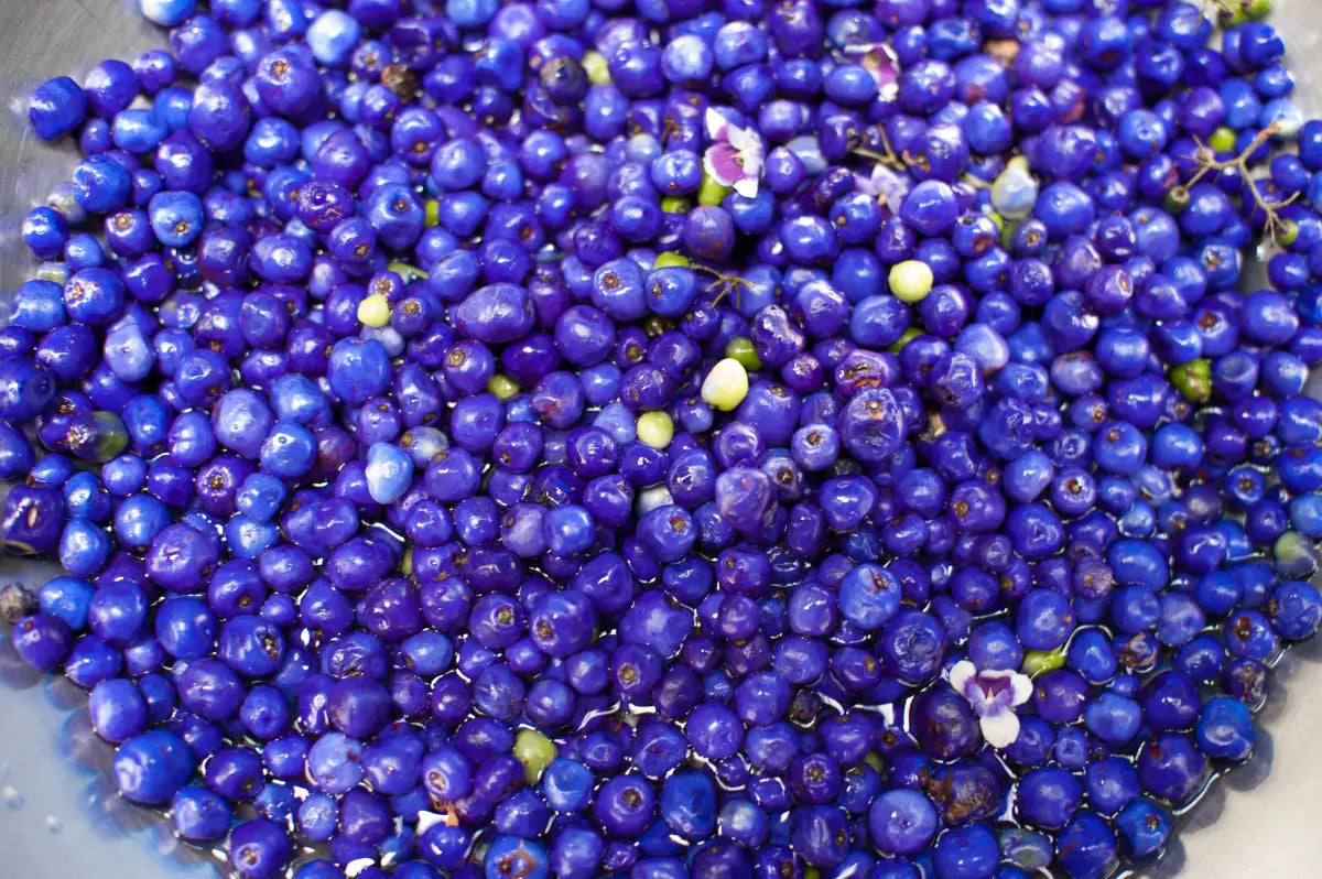 A close-up of blue flax lily berries mixed with tiny purple flowers, perfect for garnishing Trolley'd’s sustainable cocktail creations.