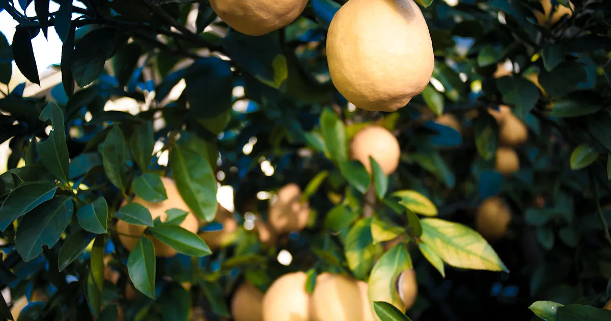 Ripe lemons growing on a citrus tree in Kangaroo Valley for Trolley’d’s Citrus After Dark workshop.