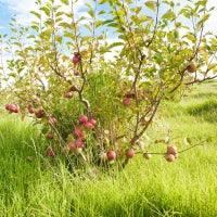Red apples growing on a wild apple tree on the side of the road in overgrown grass.