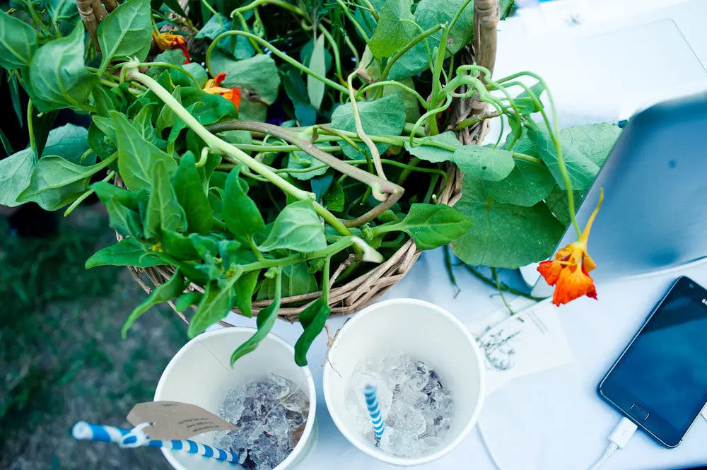 Wildfood Mapping At Sunday Dub Club