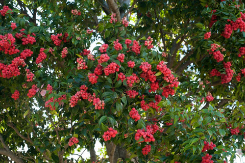 A thriving Riberry tree laden with clusters of bright red berries surrounded by green foliage, highlighting its abundance and vibrant colors