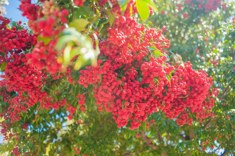 Bright red Riberries hanging in vibrant clusters from a sunlit tree, highlighting the beauty of this Australian native fruit