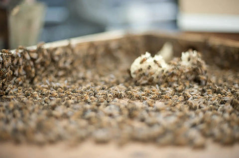 A close-up of a busy bee colony with a focus on a cluster of bees working on their hive, showcasing the natural process of honey production for Trolley'd syrups