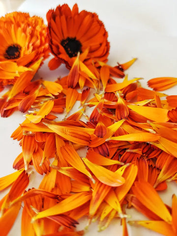 Close-up of a vibrant orange Calendula Officinalis flower with a honeybee collecting pollen, showcasing the flower's beauty and use in herbal remedies and plant-based cocktails.