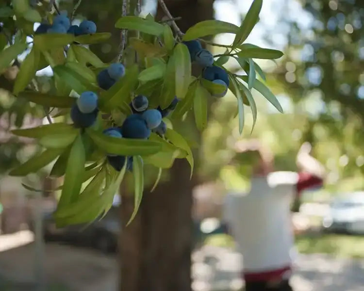 Clusters of ripe, deep blue berries hang from a tree branch amidst vibrant green leaves.