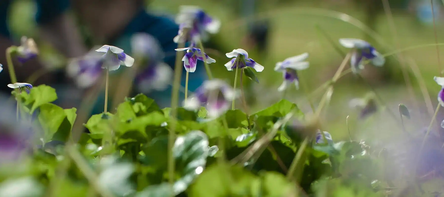 Close-up of purple and white flowers, highlighting Trolley'd commitment to using eco-friendly and sustainable ingredients in their cocktails for events.