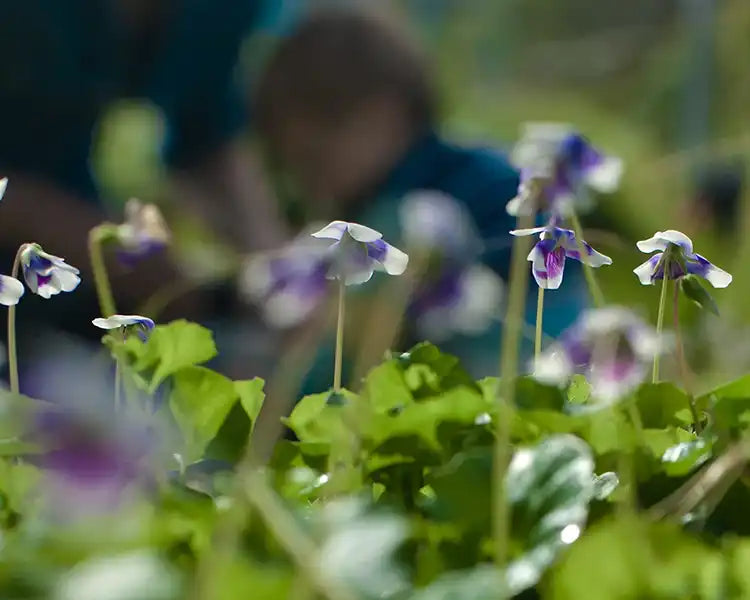 Close-up of purple and white flowers, highlighting Trolley'd commitment to using eco-friendly and sustainable ingredients in their cocktails for events.