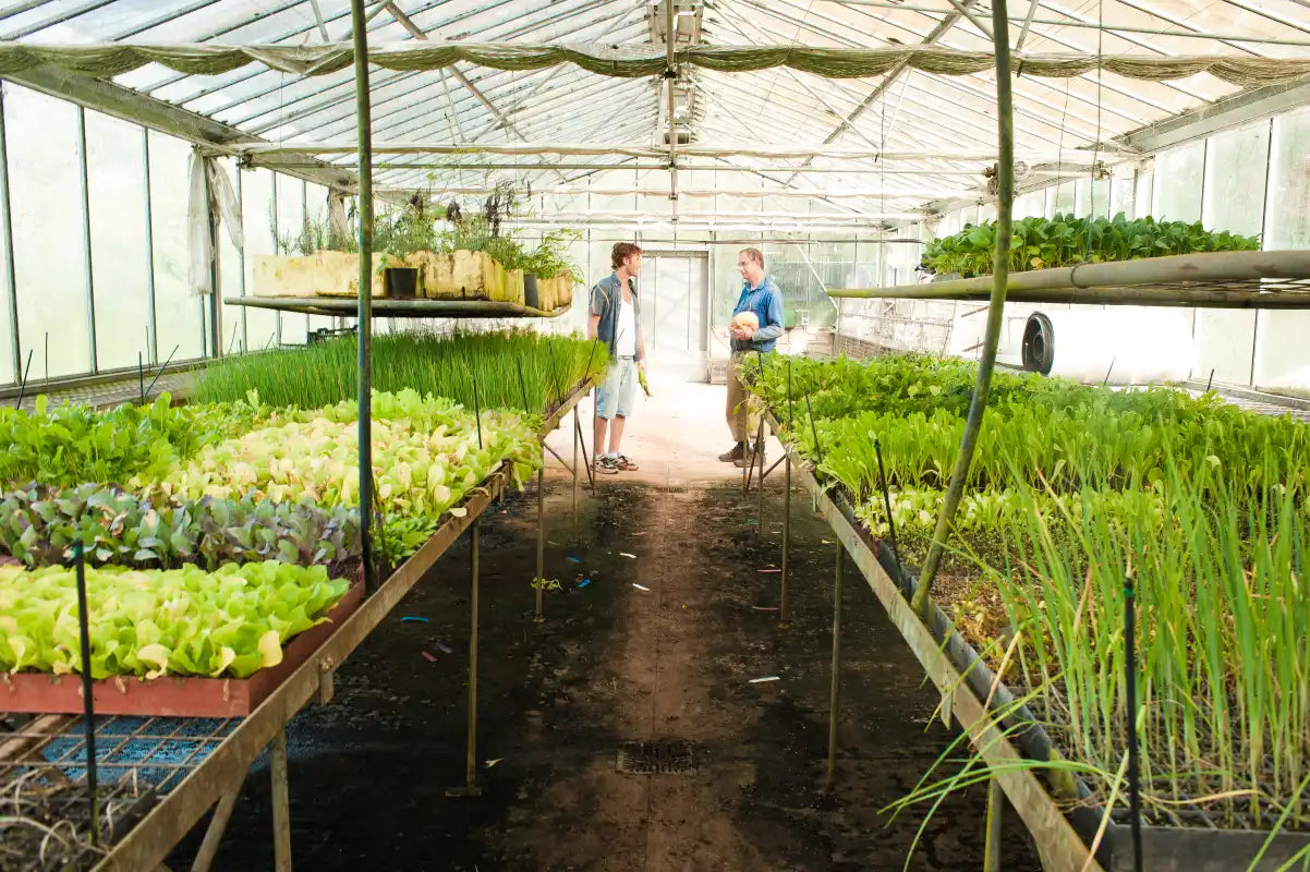 Two individuals discussing sustainable farming practices inside Moonacres Nursery, surrounded by vibrant rows of fresh greens and herbs thriving under natural light.