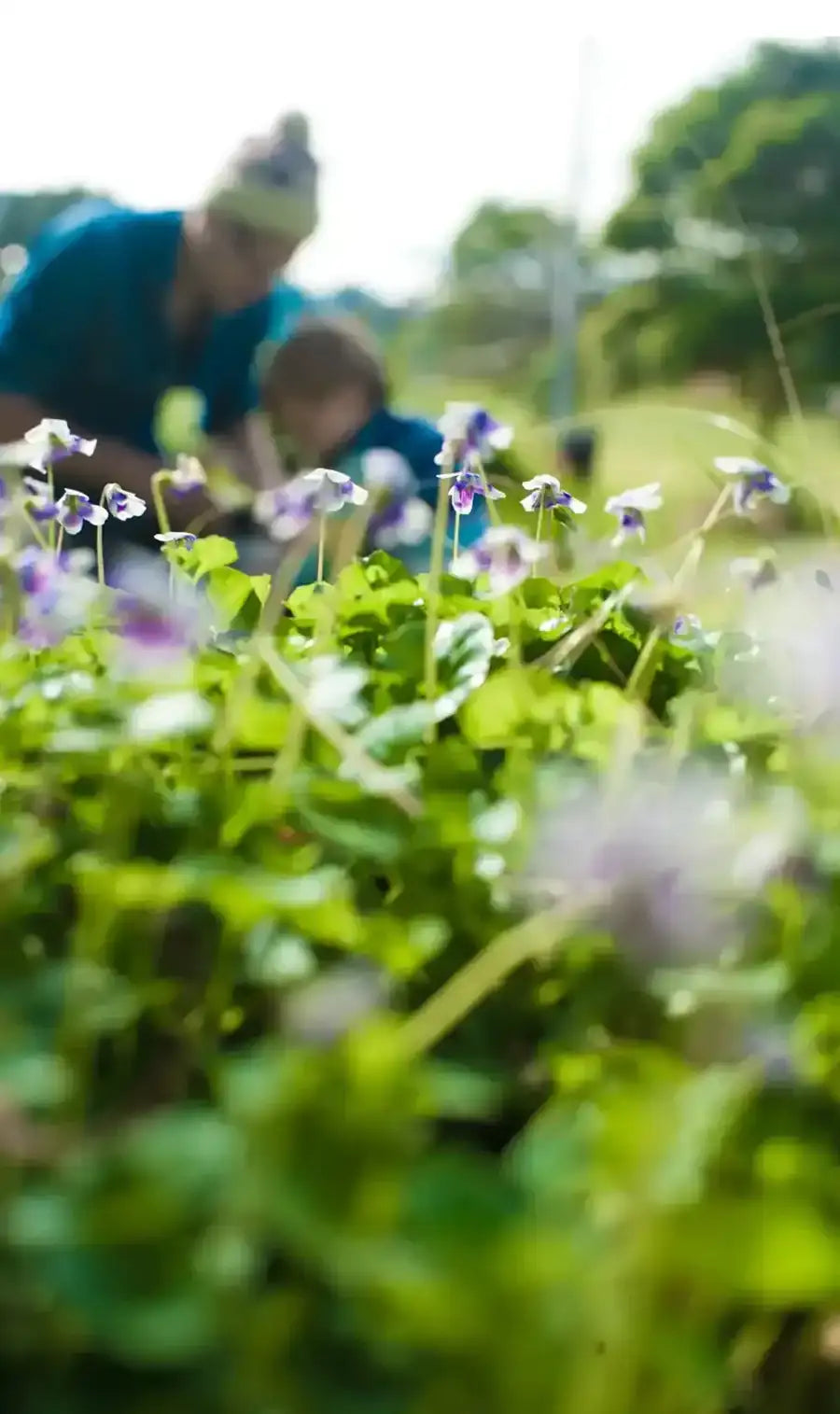 Purple and white wild violets growing in a lush green field.